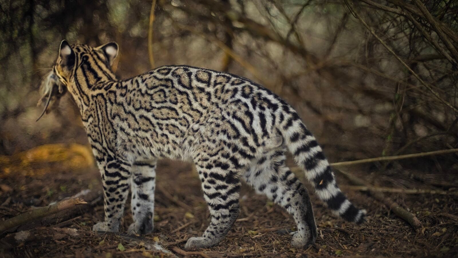 An ocelot with prey in its mouth