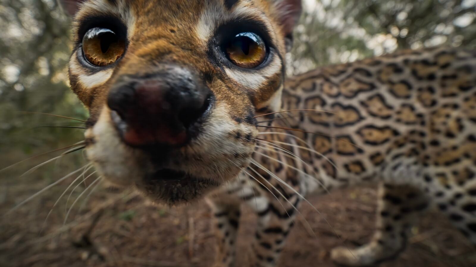 An up-close of an ocelot