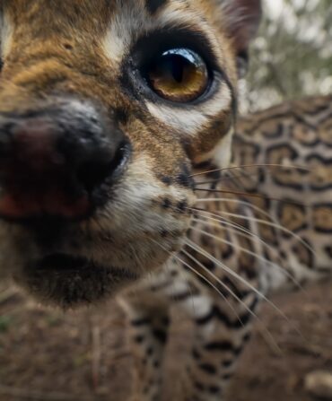 An up-close of an ocelot