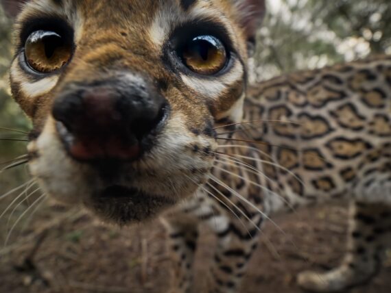 An up-close of an ocelot