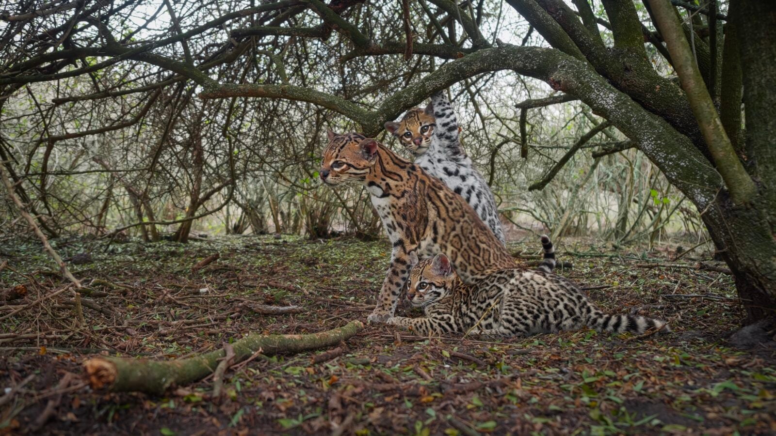 An ocelot and two kittens