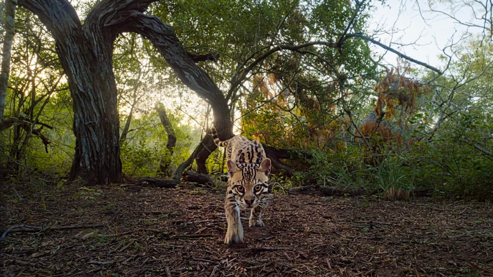 An ocelot in the wild