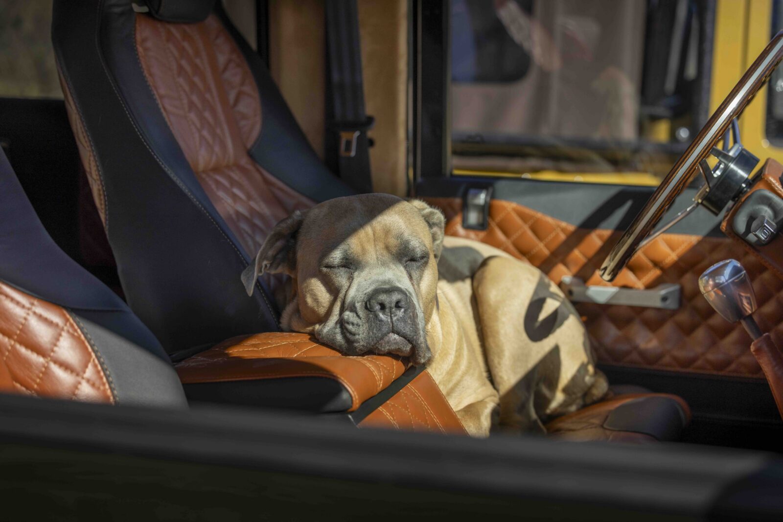 A dog in a car