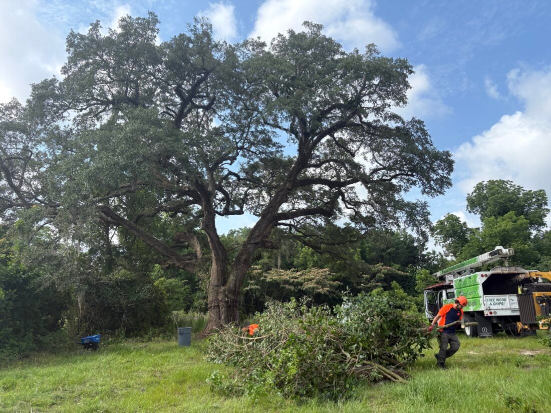 A man hauls away fallen debris around a tree