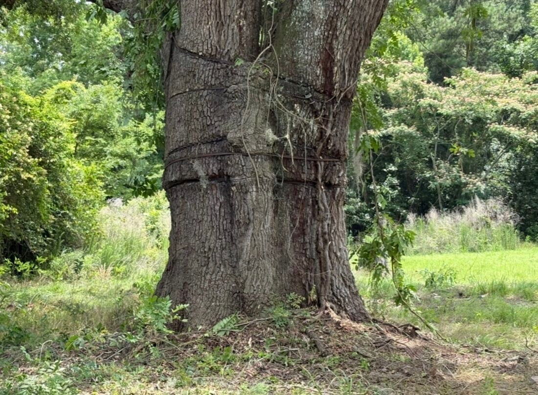 A chain around a tree