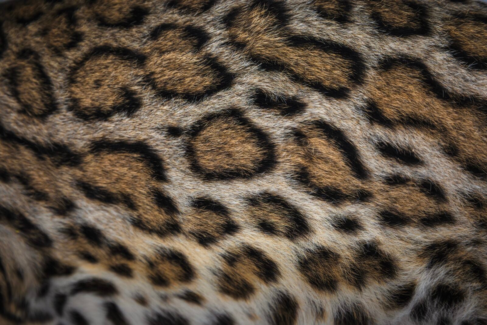 A close up detail of spots on an ocelot