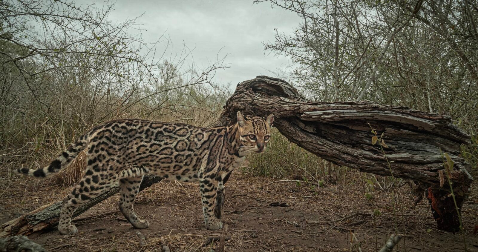 An ocelot by a fallen tree