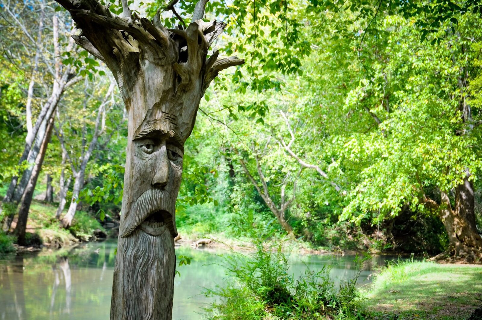 A tree with a carved face