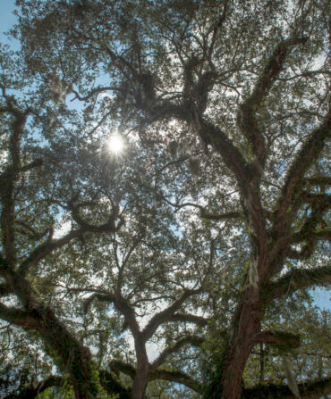 oak tree
