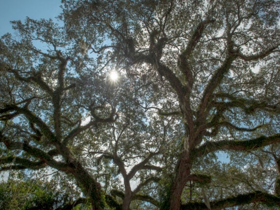 oak tree