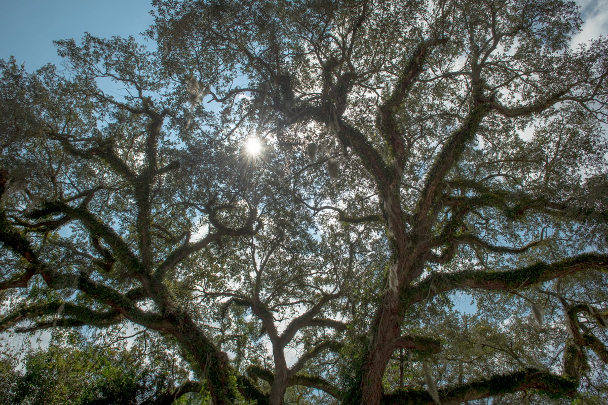 oak tree