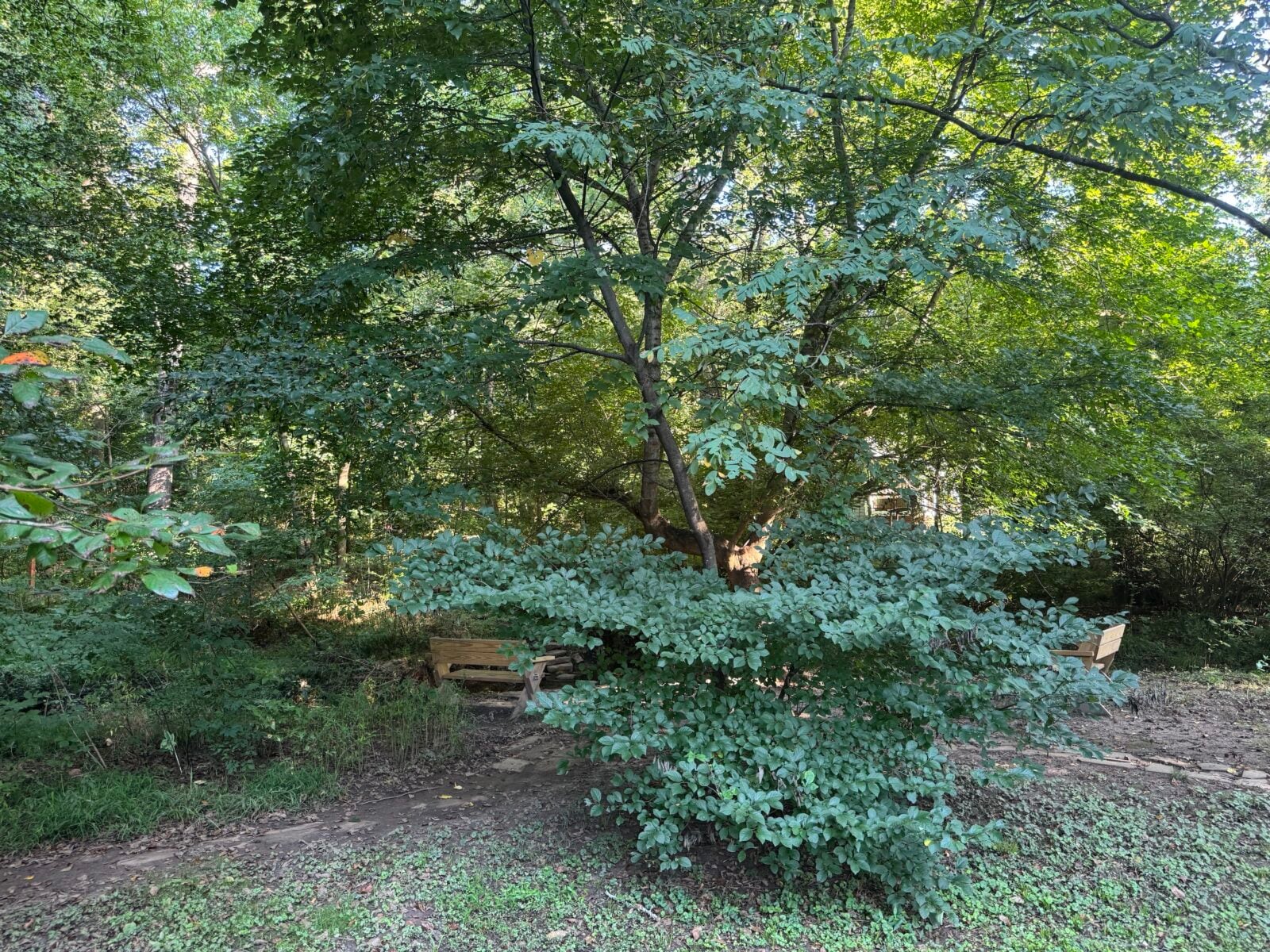 A sot landing under a tree