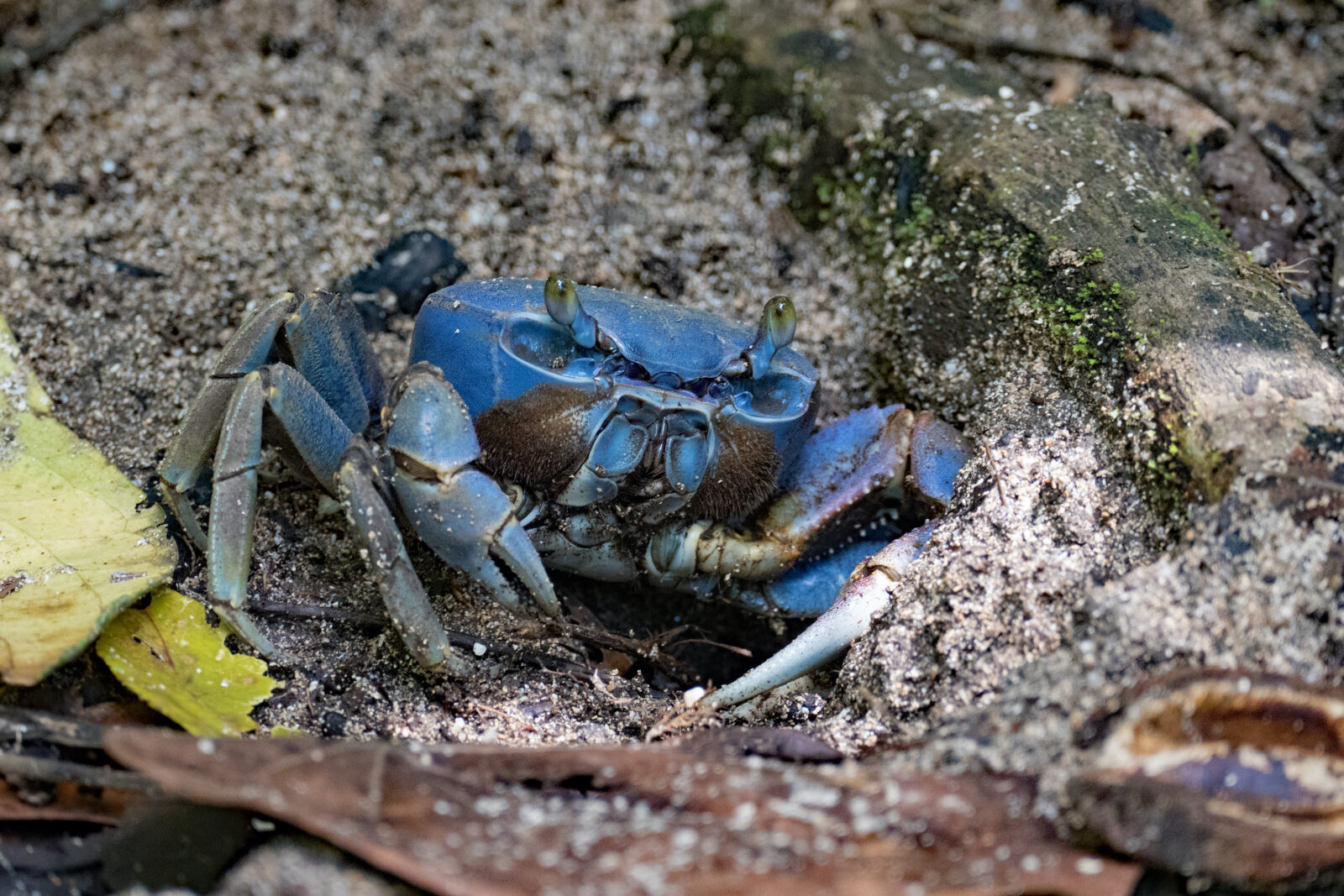 A blue land crab