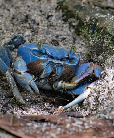 A blue land crab