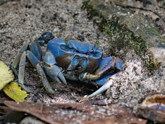A blue land crab