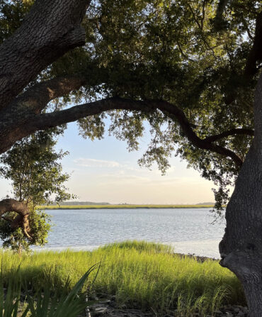 A waterway framed by oak trees and marsh
