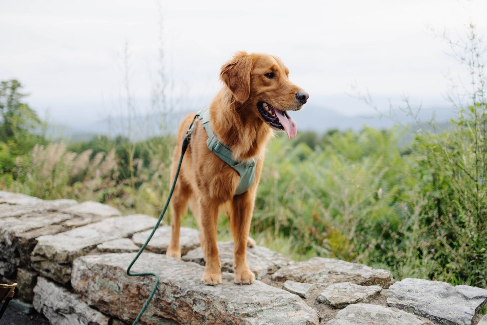 A dog outside