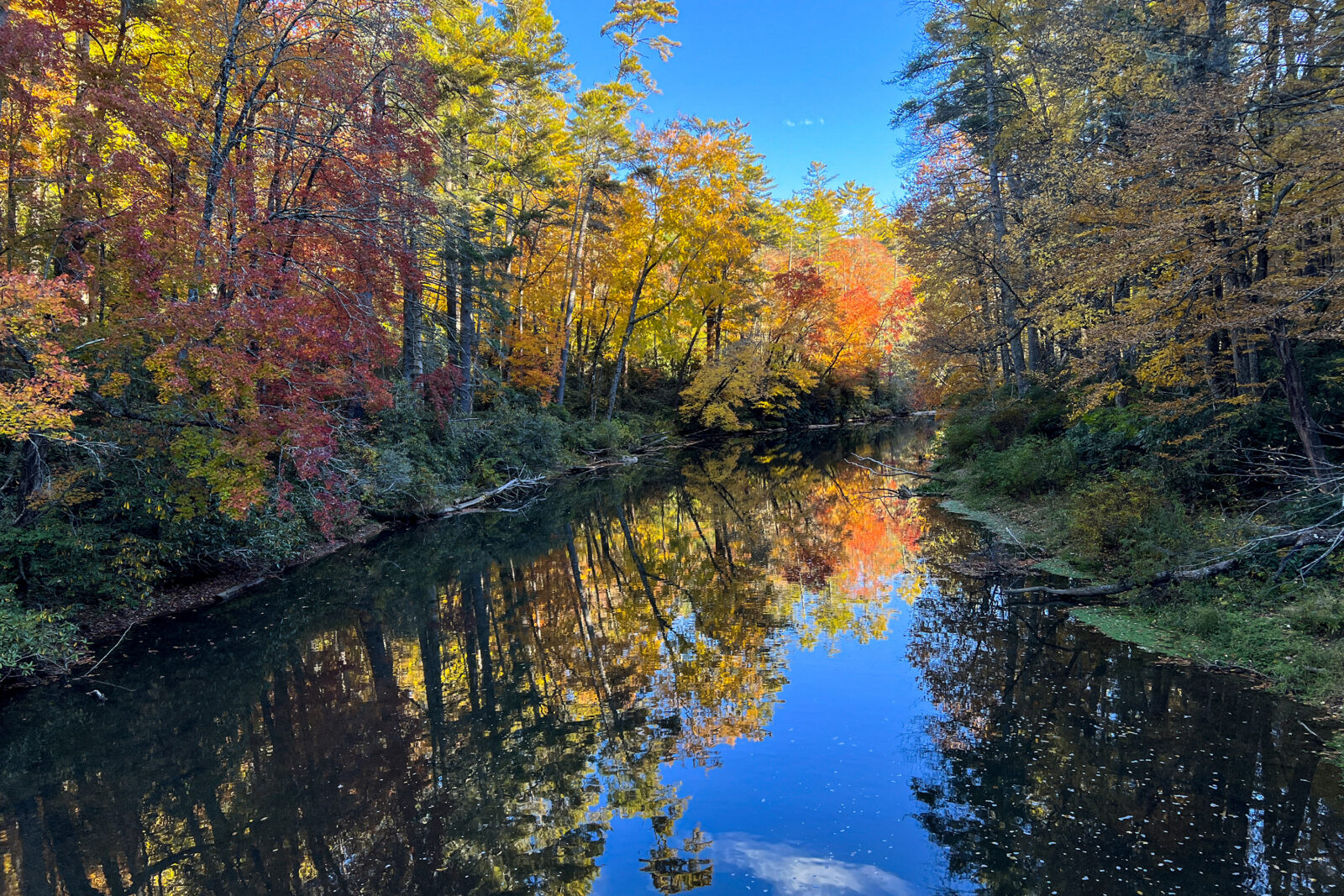 Colorful trees around a river
