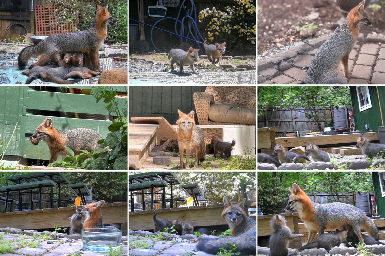 A collage of foxes