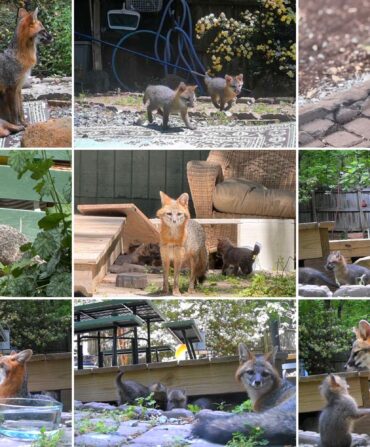 A collage of foxes