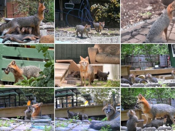 A collage of foxes