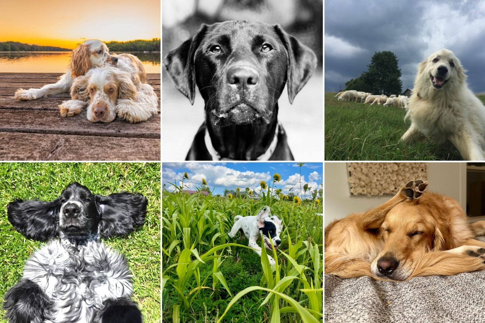 Six dogs displayed in a grid