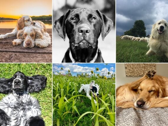 Six dogs displayed in a grid
