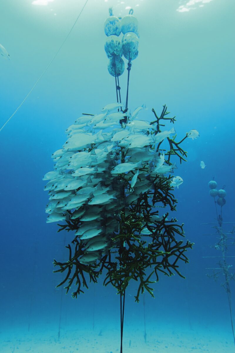 An underwater reef