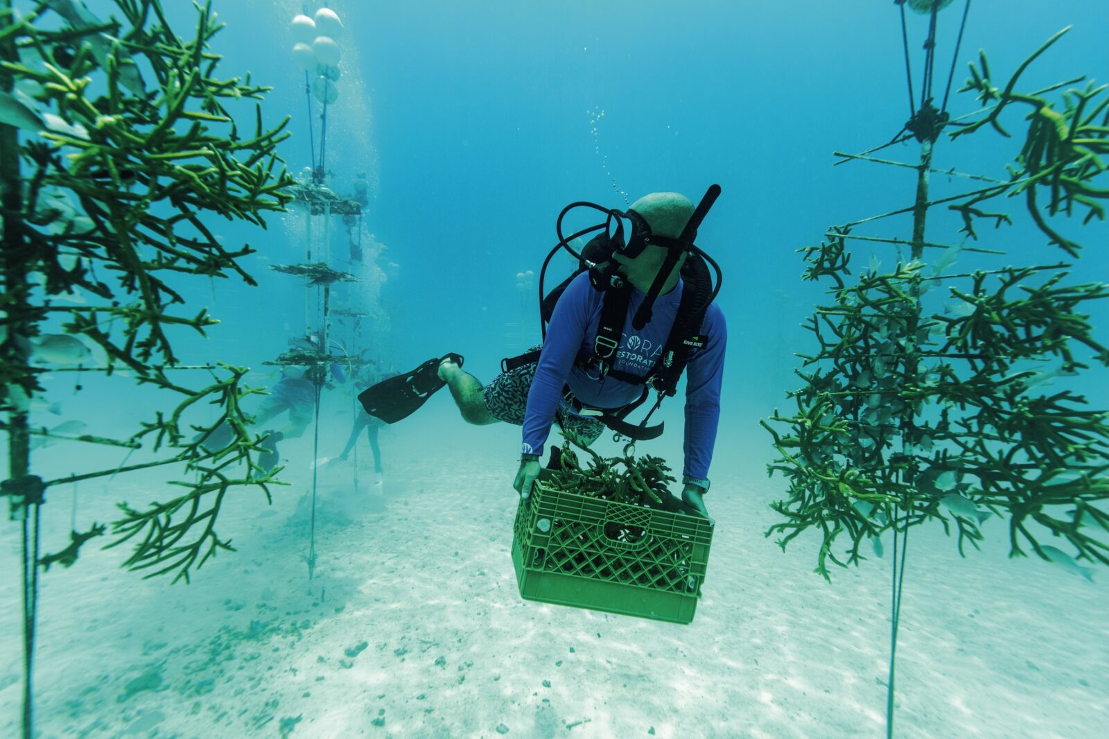 A man scuba dives while holding a crate of coral