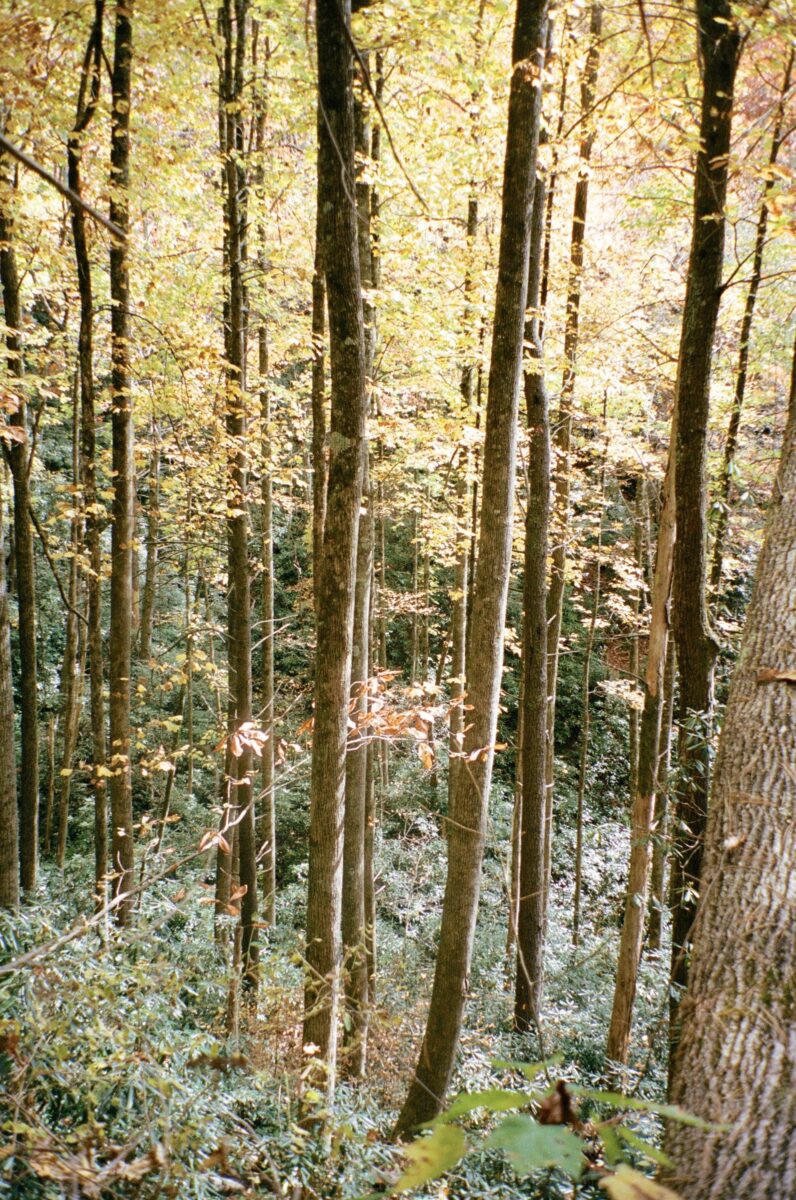 Golden leaves