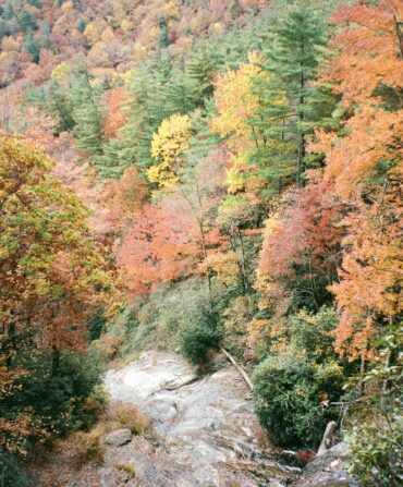 Fall leaves on a mountain