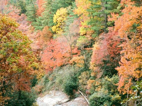 Fall leaves on a mountain