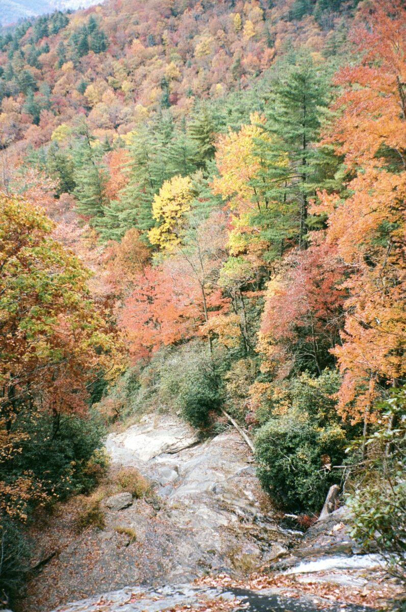 Fall leaves on a mountain