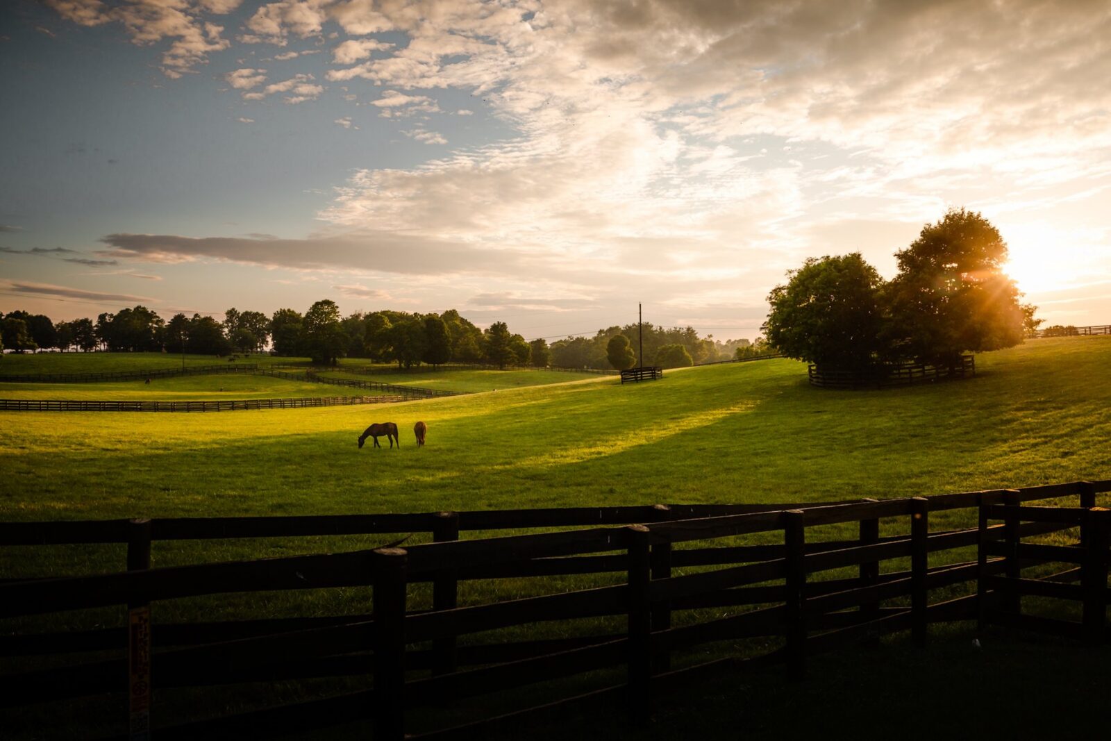 A horse farm