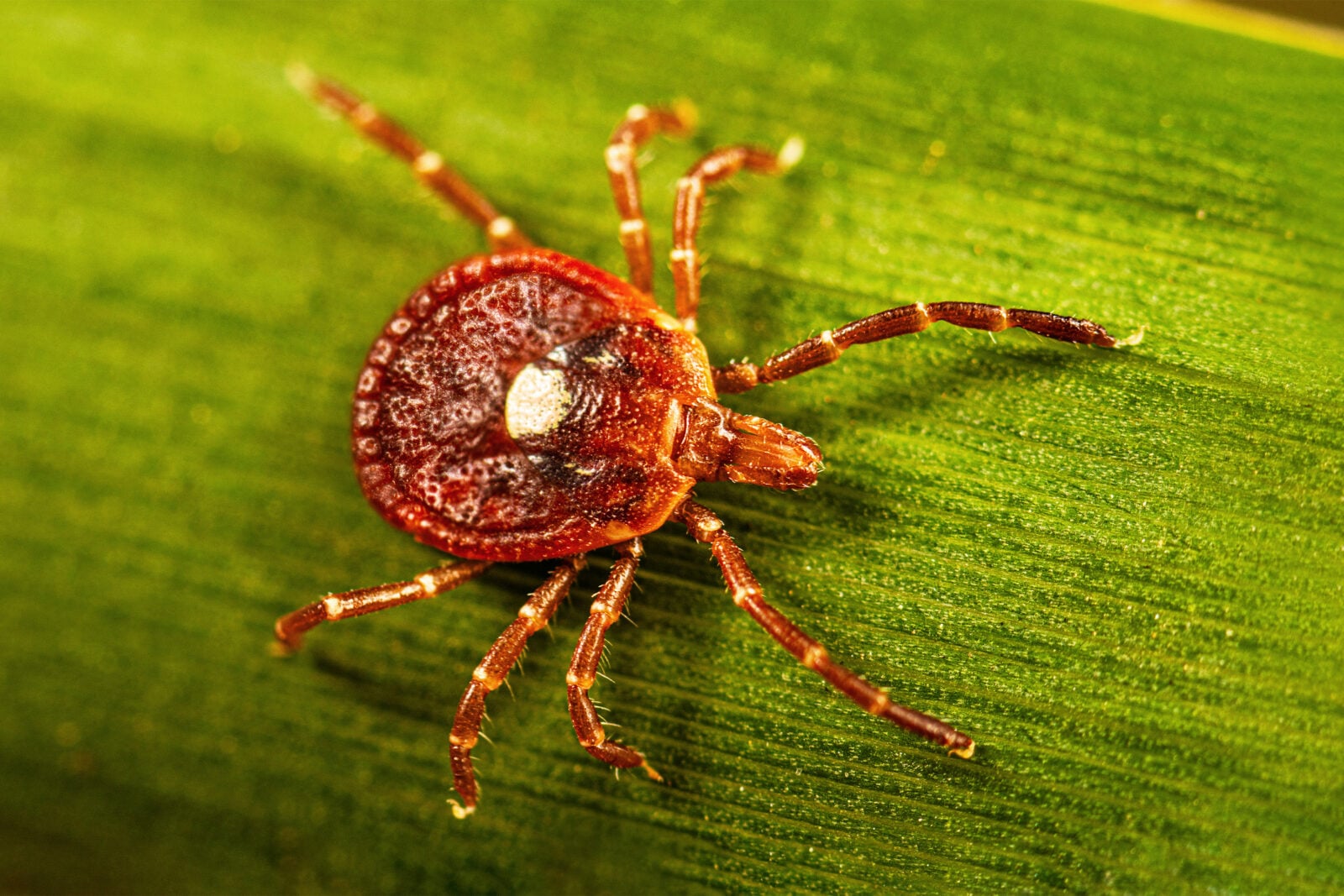 A tick