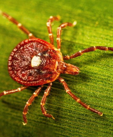 A tick