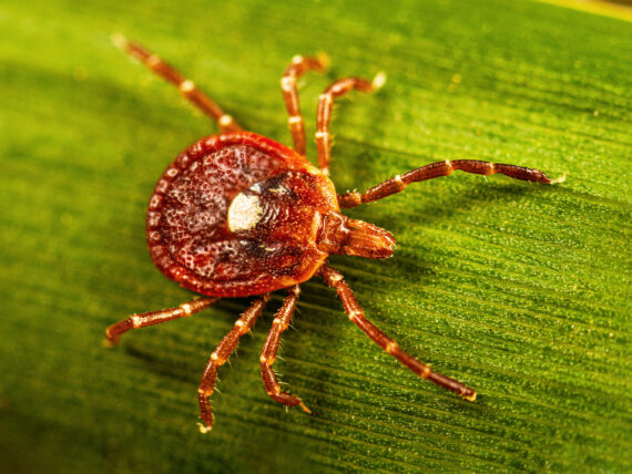 A tick