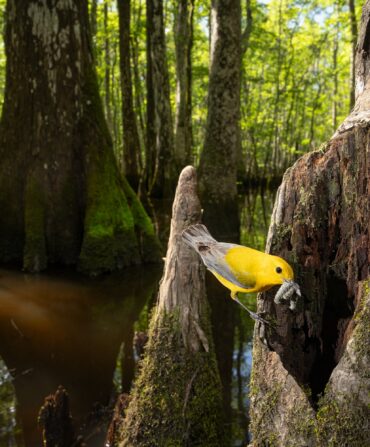 A prothonotary warbler in the swamp.