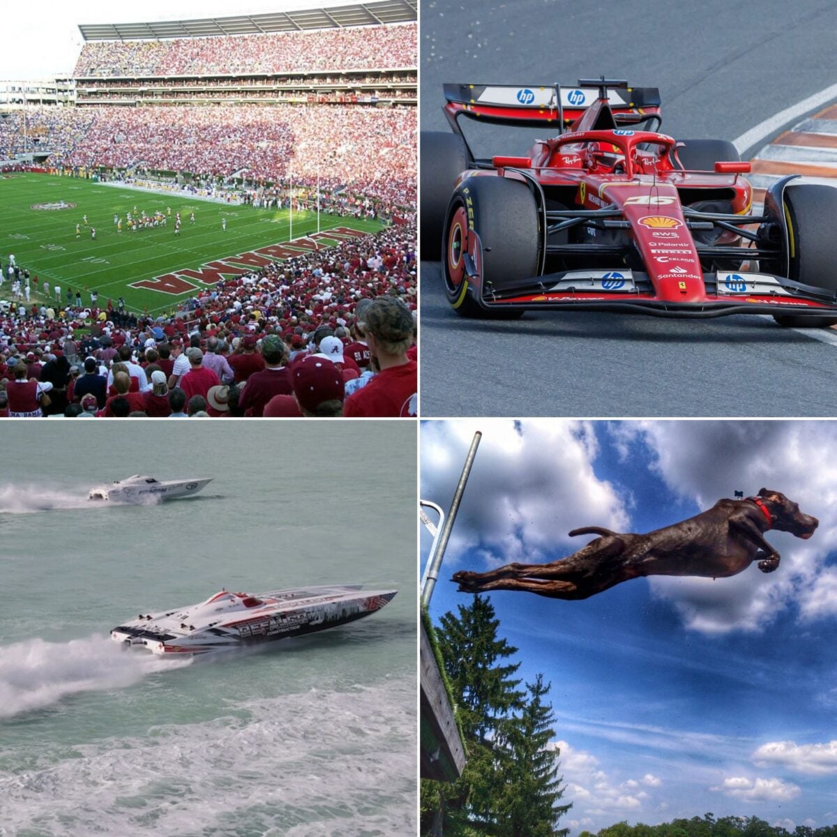 grid of sports images, including a football stadium, a formula 1 racecar, a speedboat, and a jumping dog