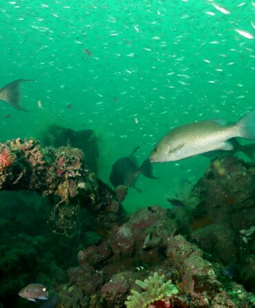 An artificial reef with fish swimming around it