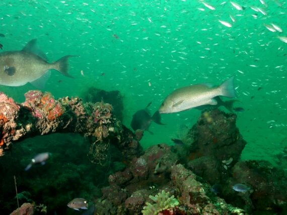An artificial reef with fish swimming around it