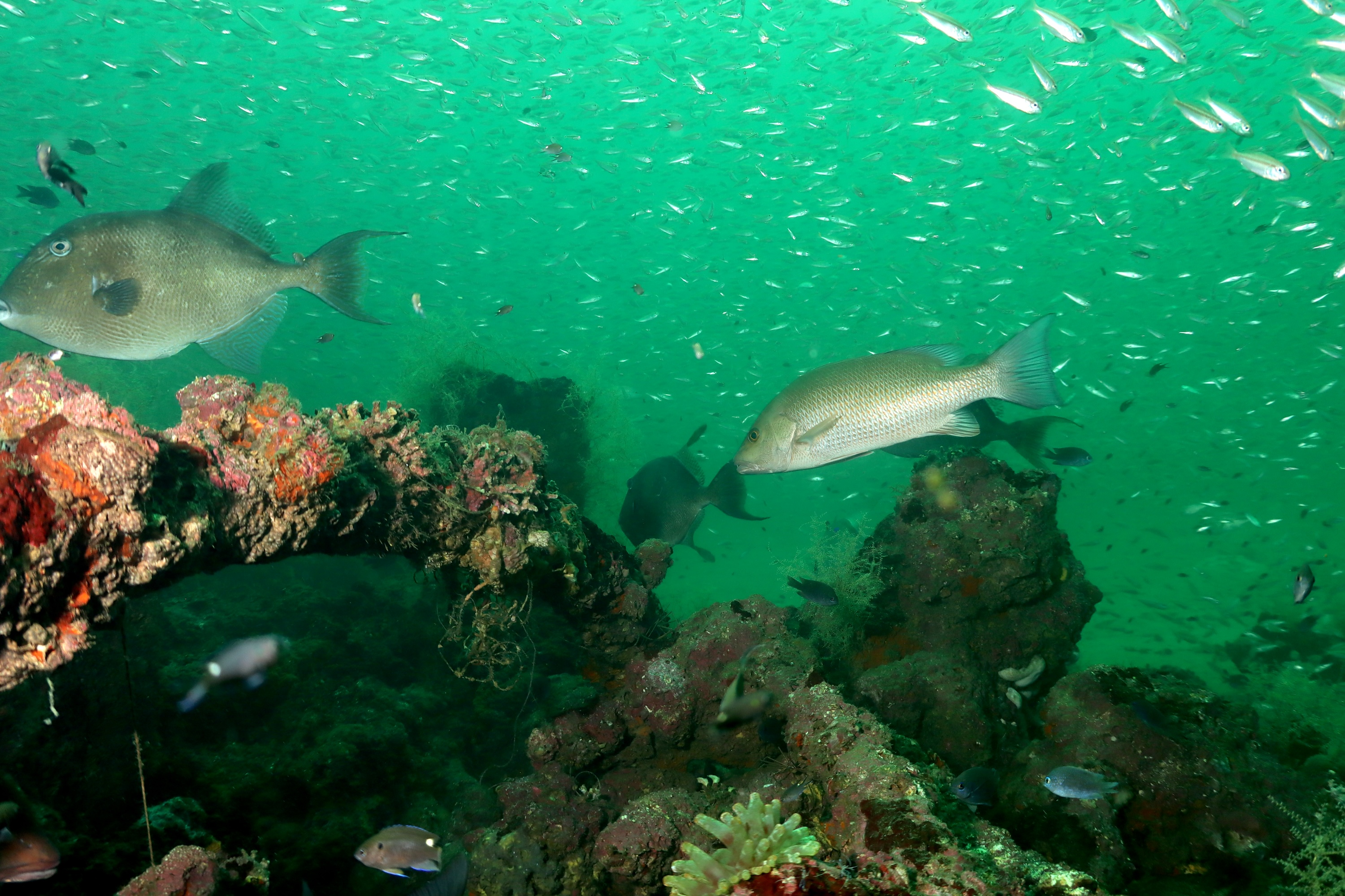 Fish & Wildlife Foundation of Florida Launches Florida Coastal Corridor