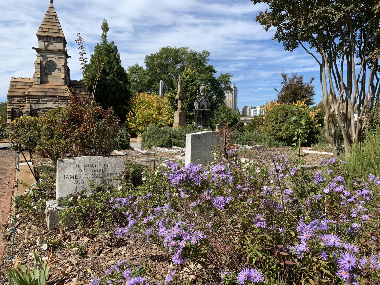 Asters bloom in a graveyard