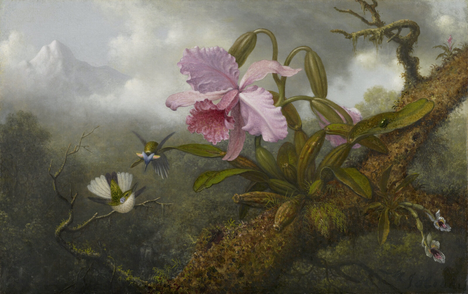 A botanical painting of an orchid and hummingbird