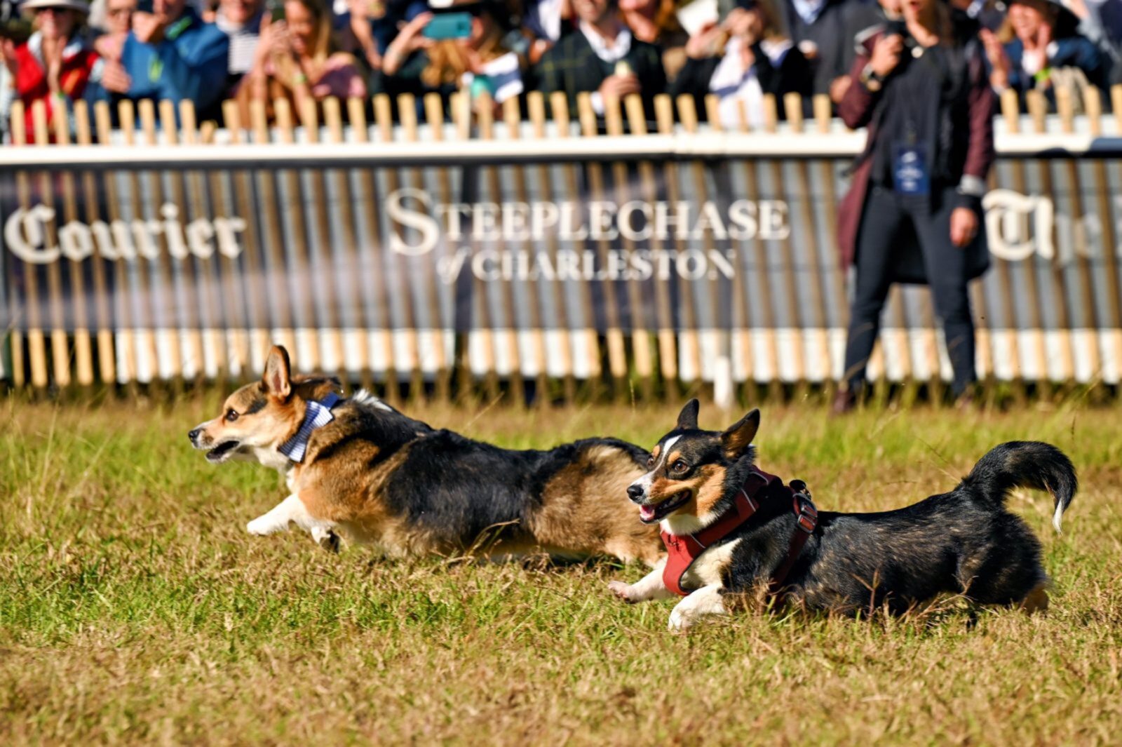 Corgis run outside