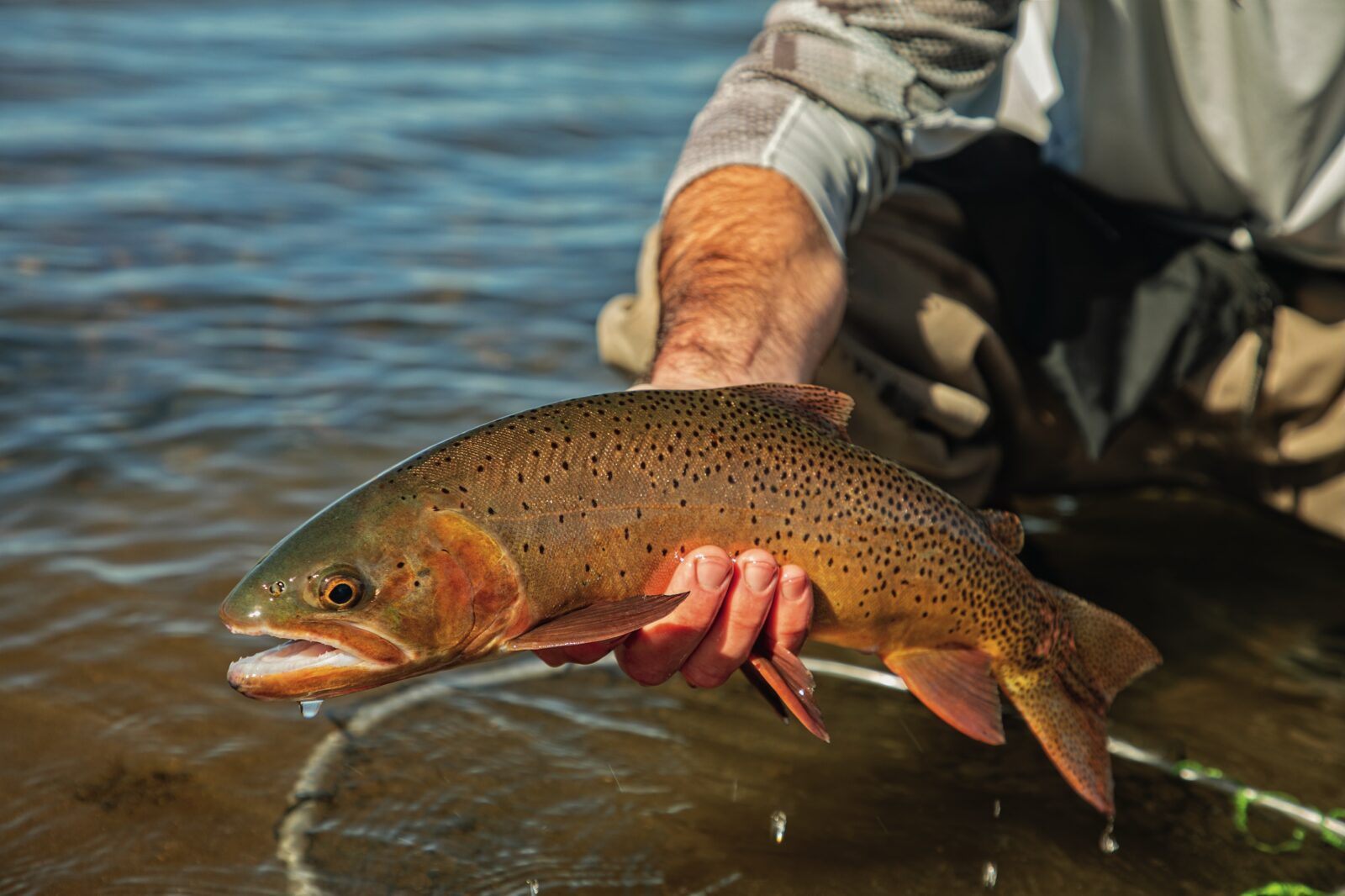 A cutthroat trout in a fisher's hand