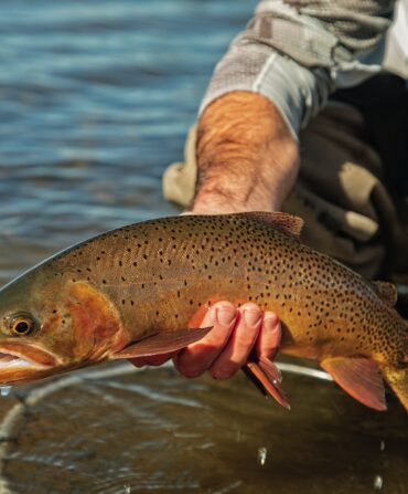 A cutthroat trout in a fisher's hand