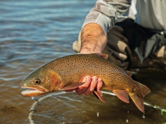 A cutthroat trout in a fisher's hand
