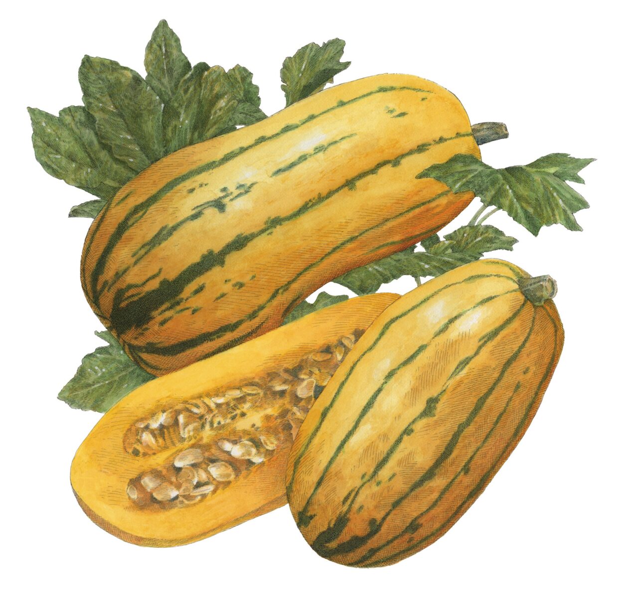 A delicata squash illustration