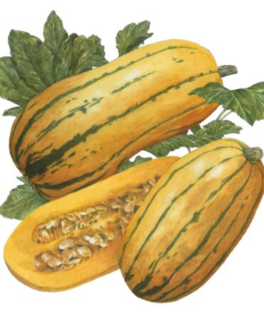 A delicata squash illustration